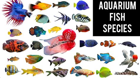 Aquarium Fish Names: 141 Amazing Fish Types with Pictures!.